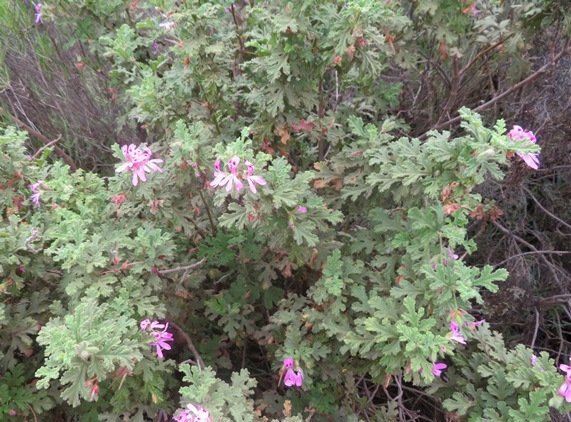 Pelargonium quercifolium branches up or outwards